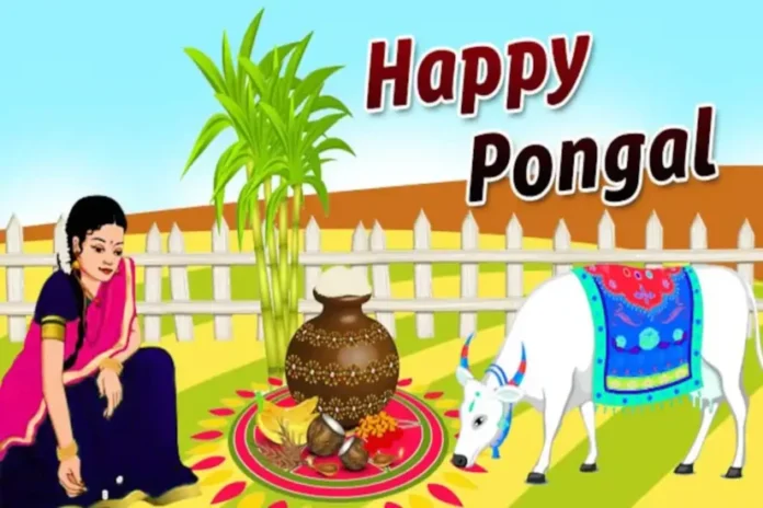 पोंगल त्योहार (Pongal festival) का महत्व?, कैसे मनाते है?