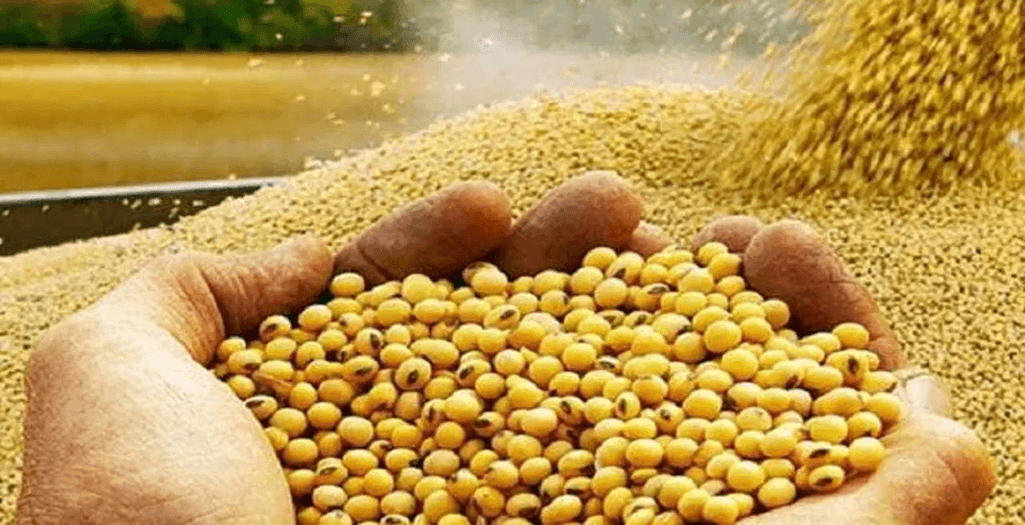 सोयाबीन Soybean price, Soybean MSP, Soybean Variety Soyabean Ki Kheti सोयाबीन Soybean price, Soybean MSP, Soybean Variety Soyabean Ki Kheti