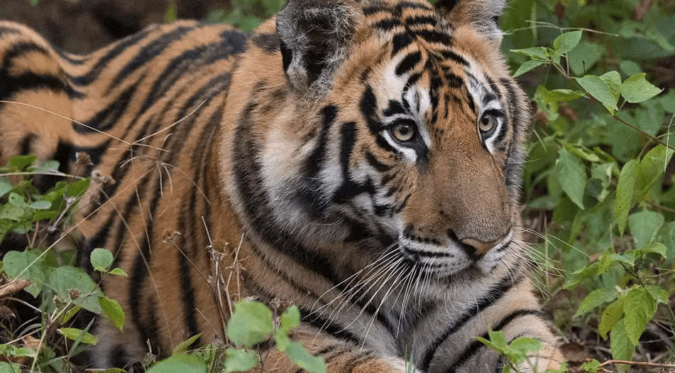 भारत में बाघ बचाने की कोशिशें रंग ला रही है क्या?