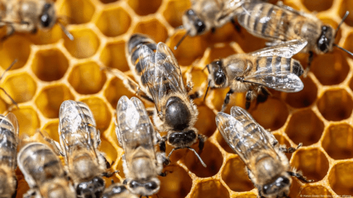 तुर्की की शहद में मिलावट विश्व के लिए कितनी खतरनाक?