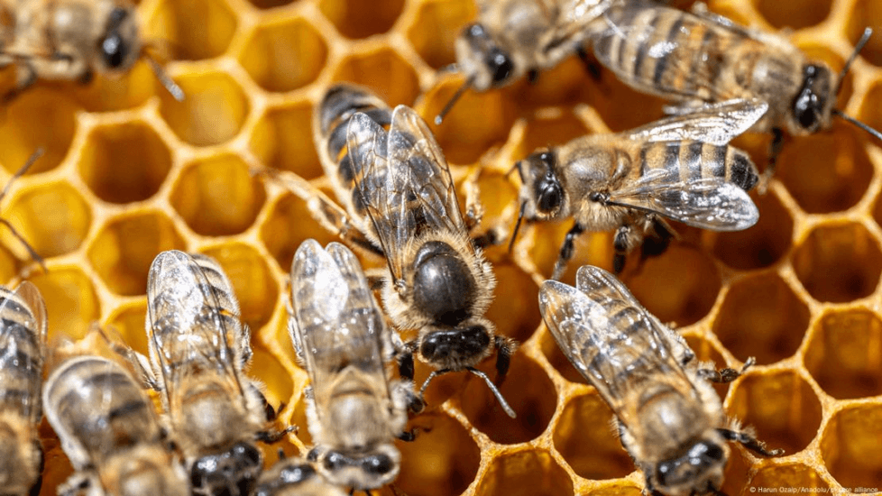 शहद; Honey; मधु; तुर्की