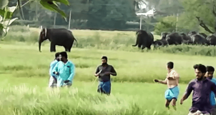 CG News: ग्रामीण क्षेत्र में पहुंचा 29 हाथियों का झुंड, दहशत में लोग , अलर्ट जारी