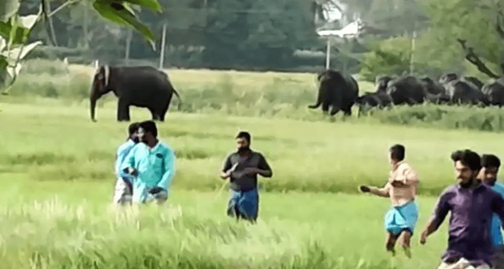 छत्तीसगढ़ न्यूज; CG News: ग्रामीण क्षेत्र में पहुंचा 29 हाथियों का झुंड, दहशत में लोग , अलर्ट जारी